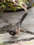 Spotted Towhee